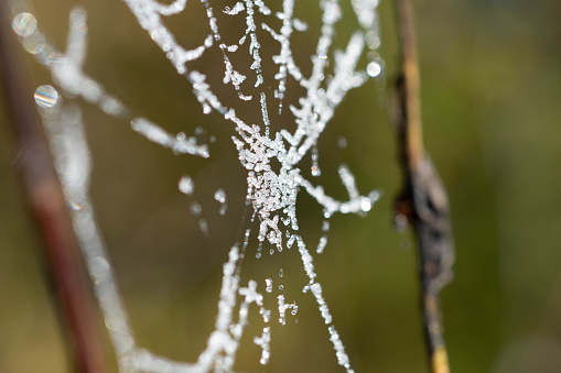 Close-up of a spider web in a rural field.