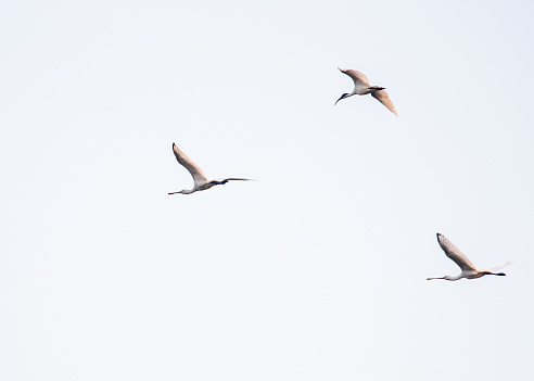 Two spoonbills and one ibis in flight