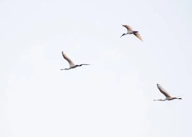 Two spoonbills and one ibis in flight