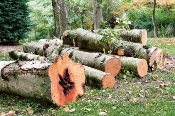 istock Stack of firewood in the field on a sunny day 1461293259