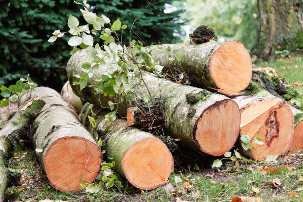 istock Stack of firewood in the field on a sunny day 1461293263