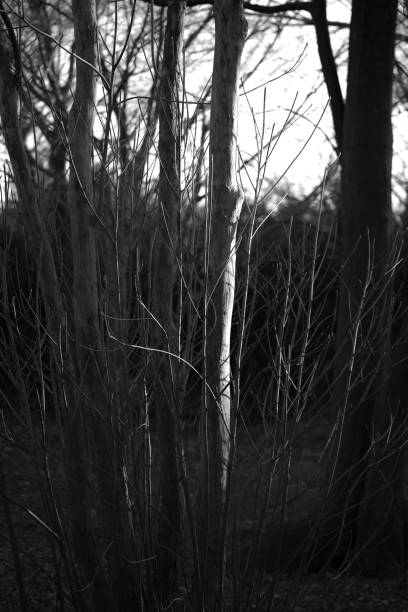 istock Grayscale of deciduous birch trees with sunlight background 1461293368