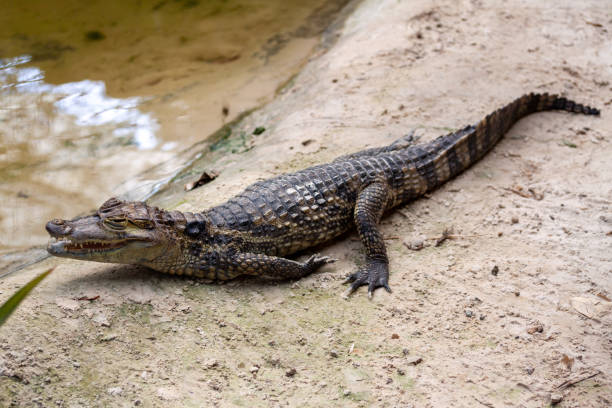 istock Closeup of a small alligator in a zoo 1461293369