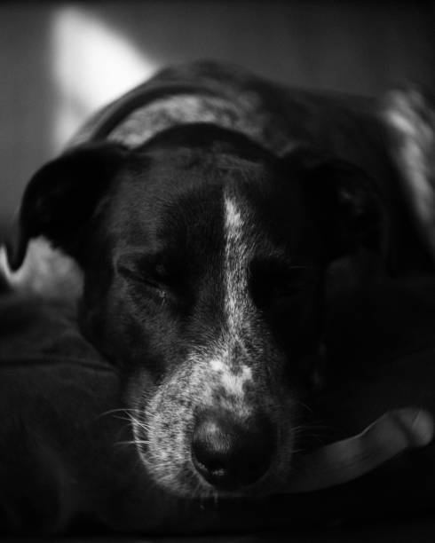 istock Grayscale shot of a dog sleeping 1461293499