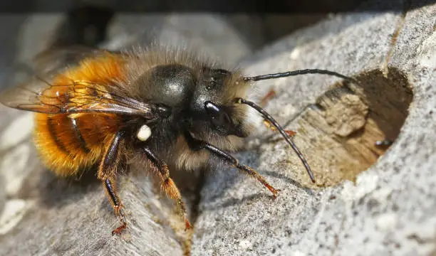 Detaile closeup on a colroful  male horned mason bee, Osmia cornuta inspecting a nest in the bee-hotel in the garden