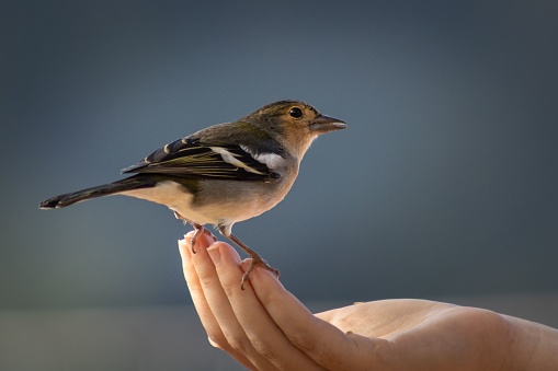 A small bird perching on a hand