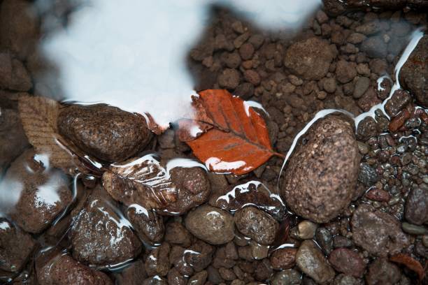 A red autumn leaf on rough stone texture with sunlight