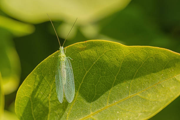 Macro of a Lace Wing sitting on leaf in the sunshine.