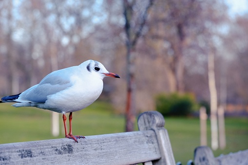 A closeup shot of a black-headed gull in its winter plumage perched on a wooden bench in the park