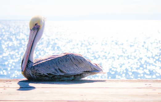 A closeup shot of an Eastern brown pelican near the water