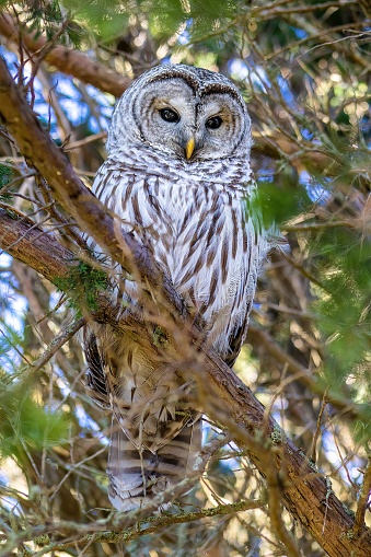 A vertical closeup of a barred owl (Strix varia) on a tree against blurred background