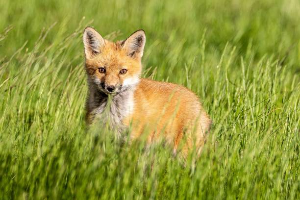 istock Closeup of a kit fox (Vulpes macrotis) in a park against blurred background 1461296615
