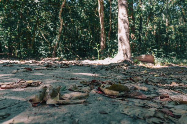 istock Closeup shot of a sunny forest floor 1461296687