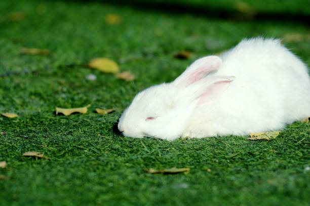 An adorable small white rabbit in the field surrounded by green grass and fallen leaves