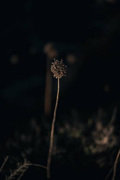 istock Vertical shot of a dry plant on a dark background 1461297719