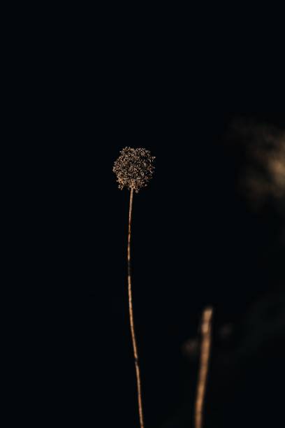 istock Vertical shot of a dry plant on a dark background 1461297722