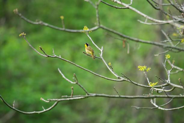 istock Small bird perched on a branch against blurred green background 1461297740