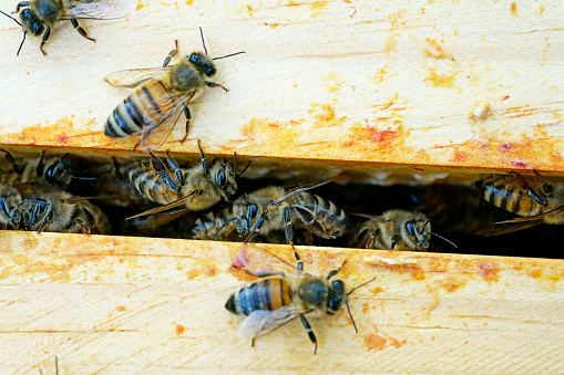 The bees fly out of the hive