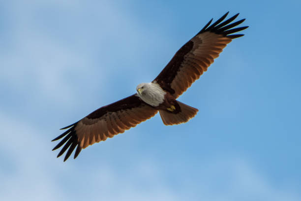istock Brahminy Kite bird flying with its wing spread in the open sky 1461297984