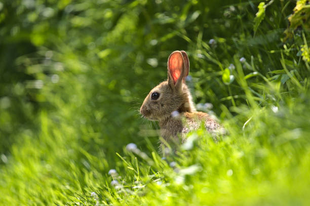 istock Closeup shot of a rabbit in the forest 1461298031