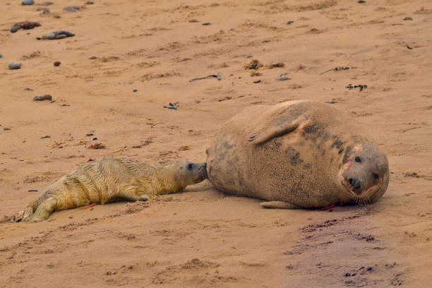 istock Closeup shot of a harbor seal 1461298051