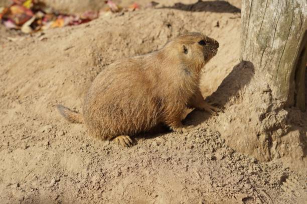 istock Baibak sitting on ground on a sunny day 1461298124