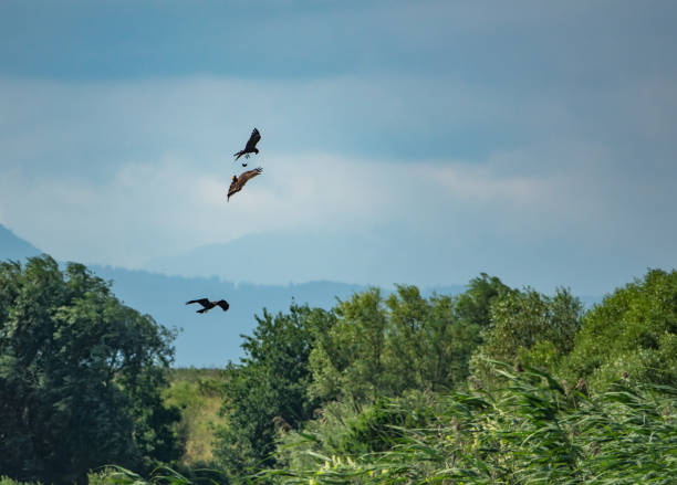 istock Flock of kites flying over a landscape with greenery 1461298325