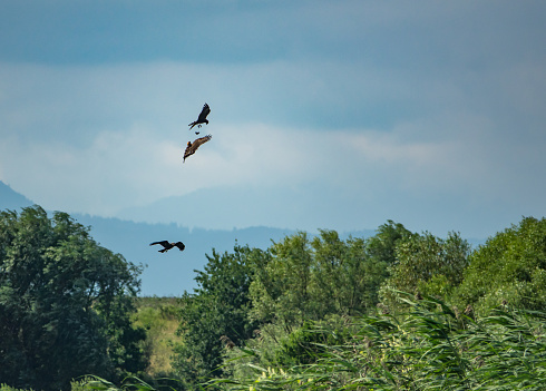 A flock of kites flying over a landscape with greenery