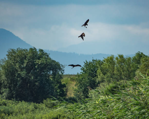 istock Flock of kites flying over a landscape with greenery 1461298336