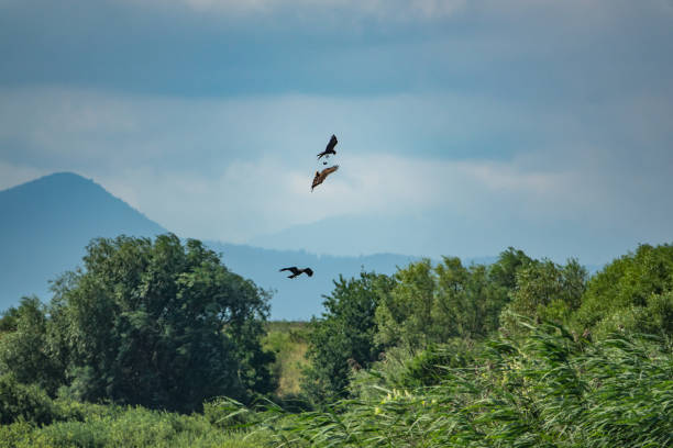 istock Flock of kites flying over a landscape with greenery 1461298346