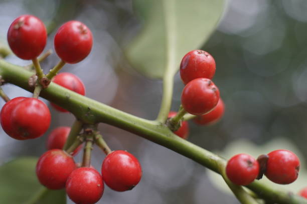 istock Closeup shot of red berries on the tree 1461298375