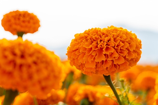 A selective focus of a large orange flowerhead blossom of a Tagetes erecta, or African Marigold flower, in a garden