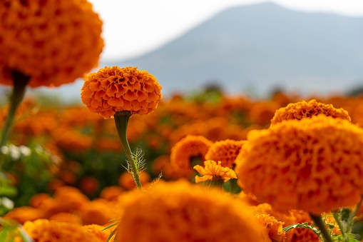 A field of orange flowerhead blossoms of a Tagetes erecta, or African Marigold flower, in a garden, with a mountain in the background
