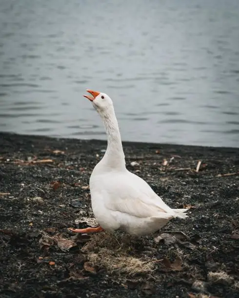 Photo of Vertical shot of a goose running around by a lake and honking