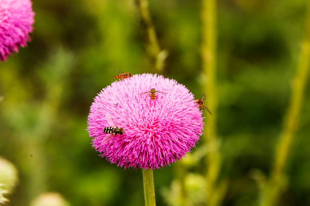 A selective focus shot of bees on a thistle flower