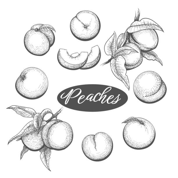 ilustraciones, imágenes clip art, dibujos animados e iconos de stock de ilustración de grabado de melocotones - nectarine