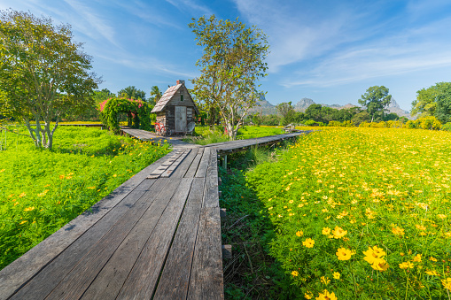 Beautiful landscape the nature view on the wooden bridge with the cosmos flowers field, Lopburi, Thailand