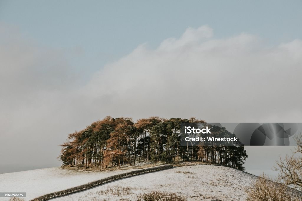 Malý les na kopci s polem pokrytým sněhem - Bez autorských poplatků Barevný obrázek Stock fotka Malý les na kopci s polem pokrytým sněhem - Bez autorských poplatků Barevný obrázek Stock fotka