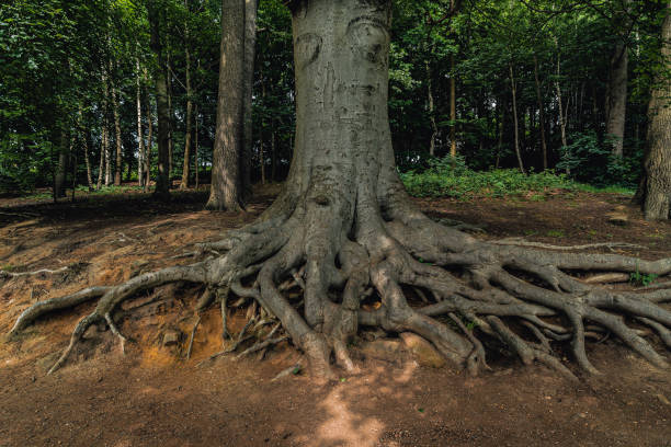 istock Closeup shot of a big tree roots 1461299071