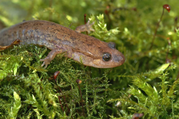 istock Closeup on a Dusky salamander, Desmognathus on green moss 1461299501