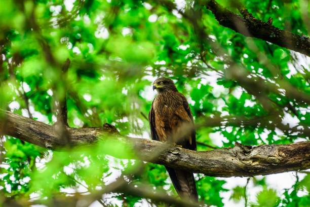istock Selective focus of a black kite bird perched on a tree branch. 1461299645