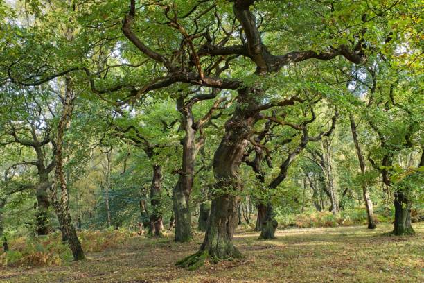 istock Oak trees at Brocton Coppice, England in early evening light 1461299743