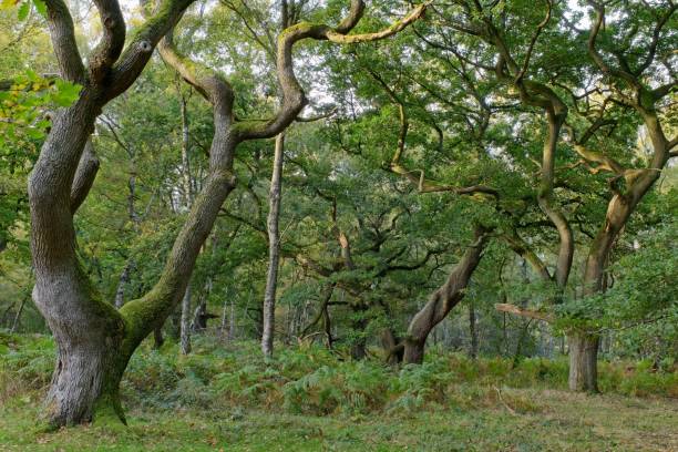 istock Oak trees at Brocton Coppice, England in early evening light 1461299755