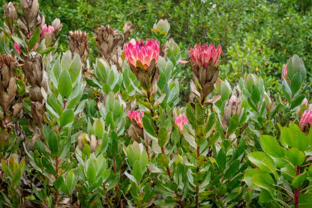 View of Broad-leaved Sugarbush Protea Eximia flowering plant