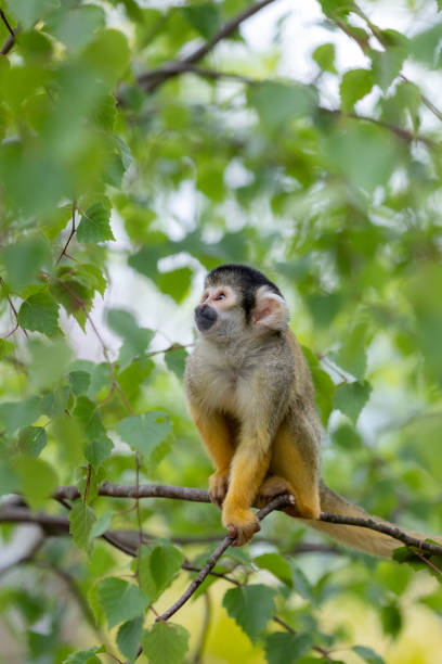 istock Vertical shot of a monkey on a branch of a tree in a forest 1461300528