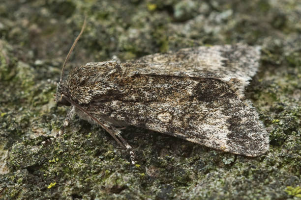istock Closeup of the Poplar Grey  owlet moth, Subacronicta megacephala 1461300607