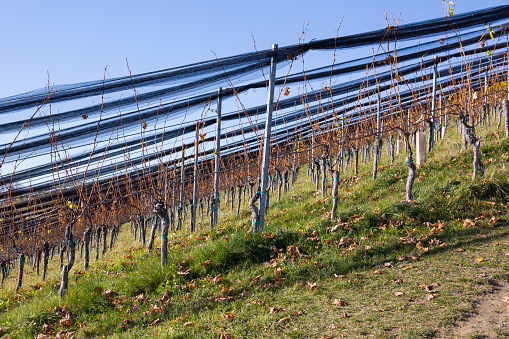 Grape vine on a hill in the vineyards of southern styria in autumn after picking