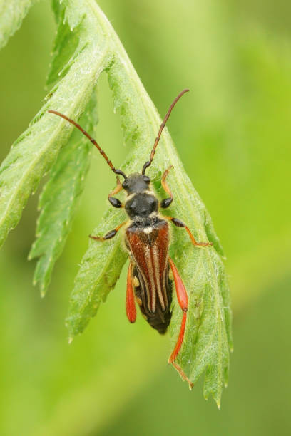 istock Closeup on Stenopterus rufus a European longhorn beetle 1461300903