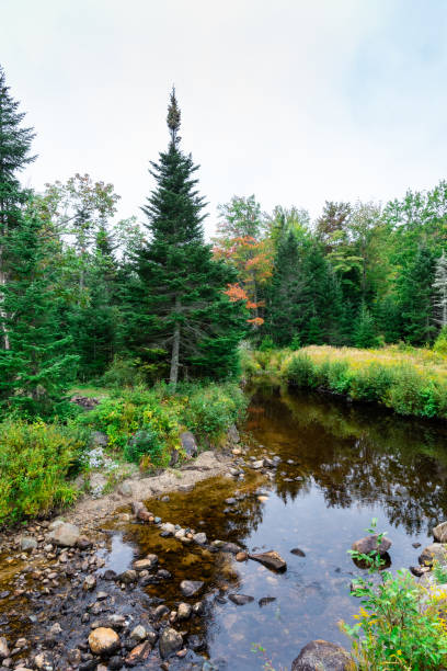 istock Vertical fall landscape in New Hampshire, US 1461300959