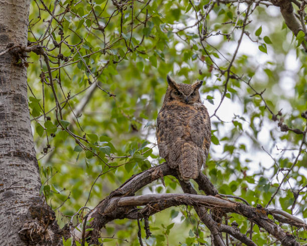 istock Closeup shot of an owl perched on a t 1461301213
